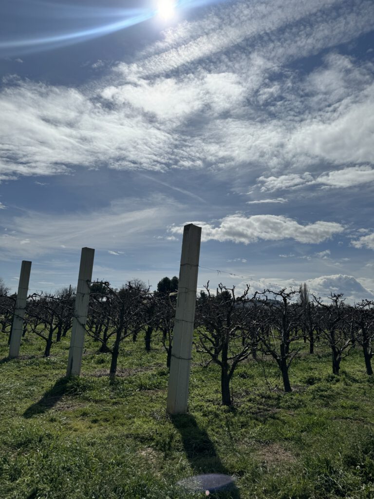 Weinanbau in der Rioja